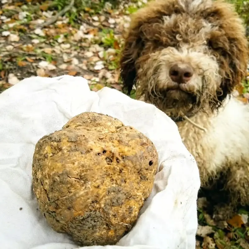 A trained truffle hunting dog with a large truffle found in the Tuscan countryside during a truffle hunting tour.