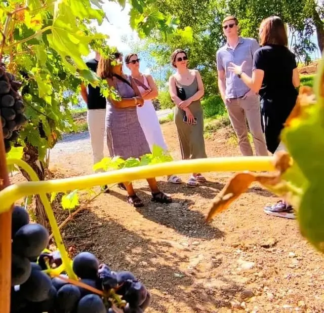 Group vineyard tour in Tuscany: Tourists exploring a vineyard, listening to a guide among grapevines with ripe grapes. Ideal for promoting wine tours and agritourism experiences in Tuscany.