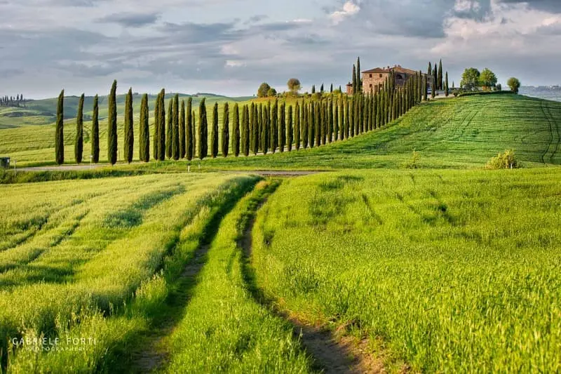 Tuscan landscape with cypress trees and villa: A scenic view of rolling green fields, a dirt path, and a row of tall cypress trees leading to a villa on a hilltop. Photo by Gabriele Forti. Ideal for promoting scenic tours and landscape photography in Tuscany.